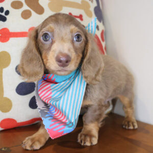 Cosmo Dachcshund 01