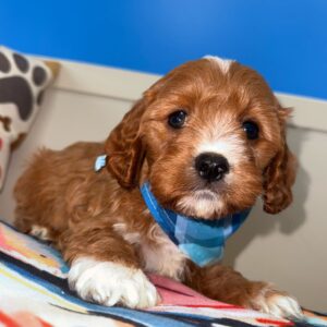 Cuddles Cavapoo 01
