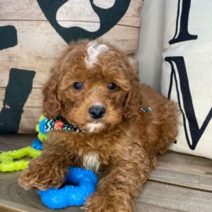 Cujo Cavapoo 01