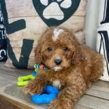 Cujo Cavapoo 04