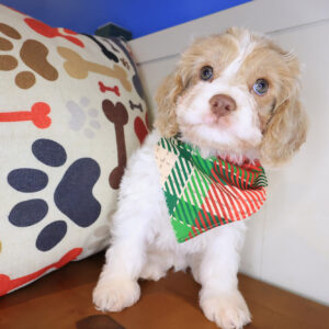Dakota Cockapoo 01
