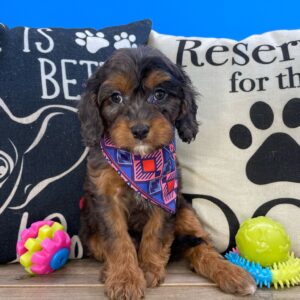 Danger Cavapoo 01