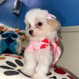 Dawnie Maltipoo 02