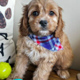 Dear Cavapoo 01