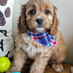 Dear Cavapoo 01