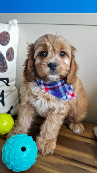 Dear Cavapoo 01