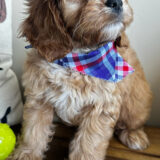 Dear Cavapoo 02