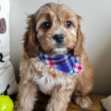 Dear Cavapoo 04