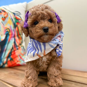 Desired Maltipoo 01