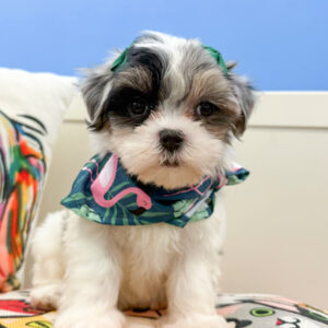 Dewdrop Maltipoo 01
