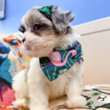 Dewdrop Maltipoo 02