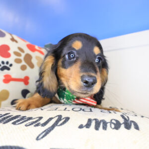 Digger Dachcshund 01