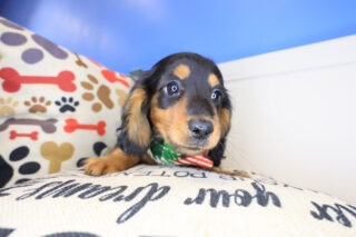 Digger Dachcshund 01