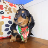 Digger Dachcshund 02