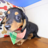 Digger Dachcshund 03