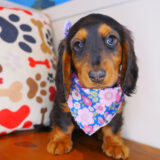 Dough Dachshund 01
