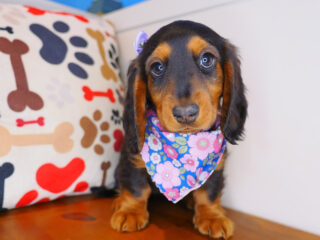Dough Dachshund 01