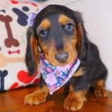 Dough Dachshund 02