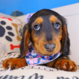 Dough Dachshund 03