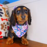 Dough Dachshund 04
