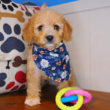 Emiko Cavapoo 01