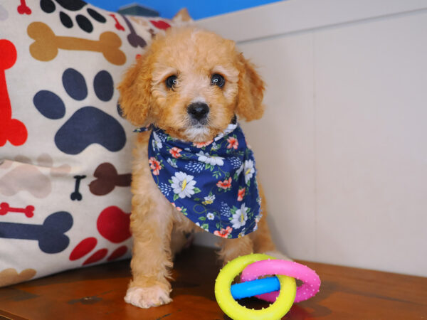 Emiko Cavapoo 01