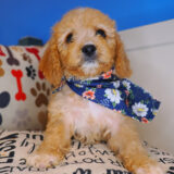Emiko Cavapoo 02