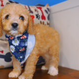 Emiko Cavapoo 03