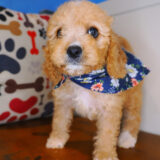 Emiko Cavapoo 04