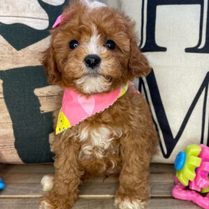 Emmy Cavapoo 01
