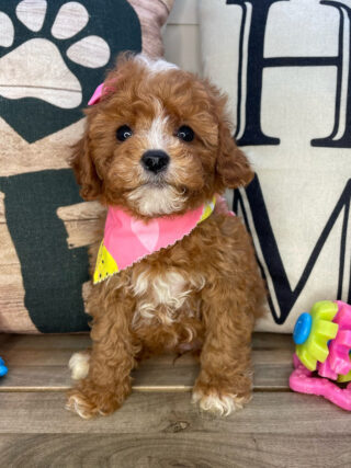 Emmy Cavapoo 01