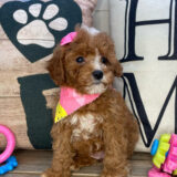 Emmy Cavapoo 02