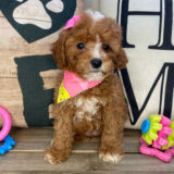 Emmy Cavapoo 04