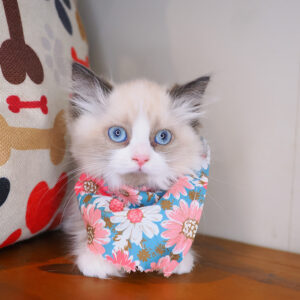 Equinox Ragdoll 01