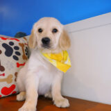 Eska Golden Retriever 01