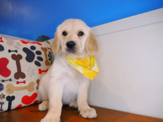 Eska Golden Retriever 01