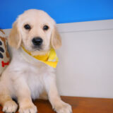 Eska Golden Retriever 02