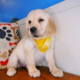 Eska Golden Retriever 04