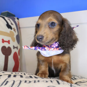 Faith Dachcshund 01