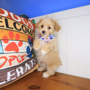 Faith Maltipoo 01