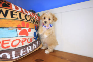 Faith Maltipoo 01