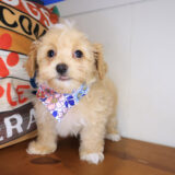 Faith Maltipoo 03