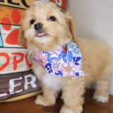 Faith Maltipoo 04