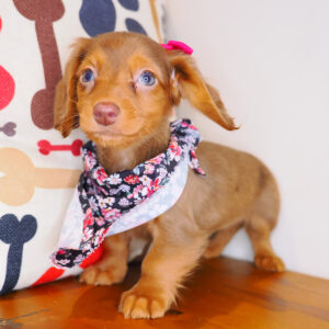 Fergie Dachshund 01