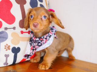 Fergie Dachshund 01