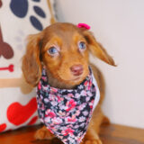 Fergie Dachshund 02