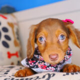 Fergie Dachshund 03
