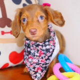Fergie Dachshund 04