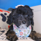 Fiddle Cavapoo 02