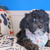 Fiddle Cavapoo 04